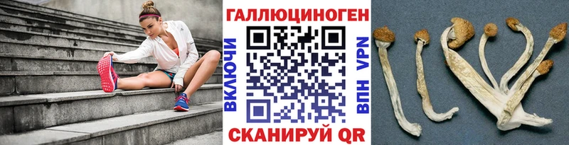 Псилоцибиновые грибы Cubensis  Курильск 